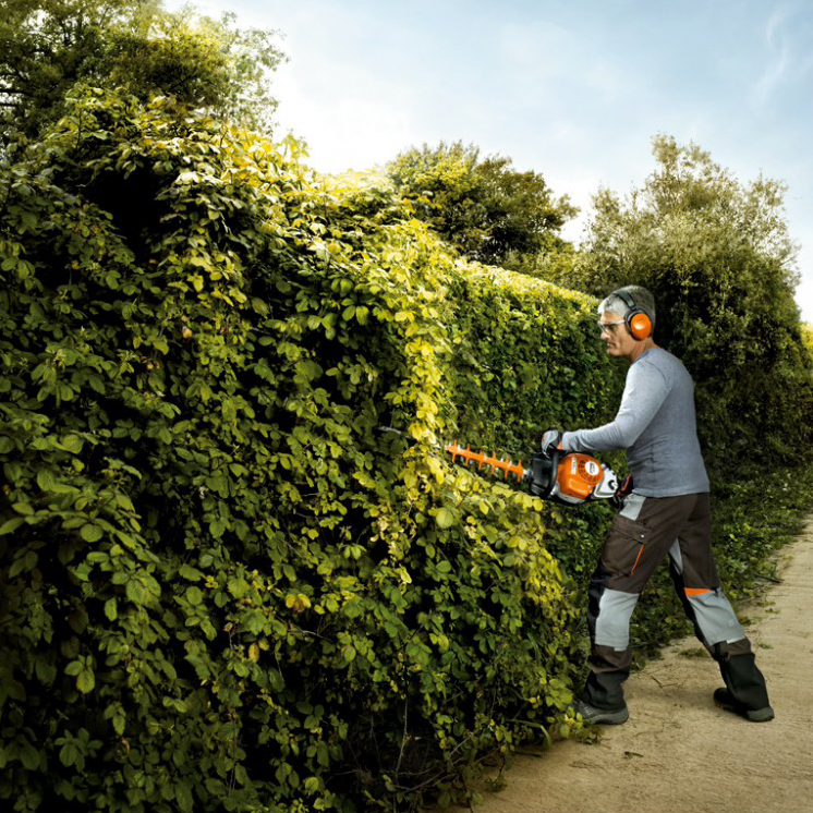 hedges1.jpg (716 KB)